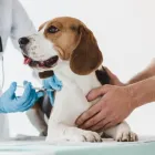 La imagen 2 de la Empresa A DOMICILIO VETERINARIOS Veterinario en Medellín ANT