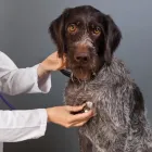 La imagen 4 de la Empresa A DOMICILIO VETERINARIOS Veterinario en Medellín ANT