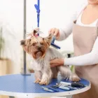La imagen 5 de la Empresa A DOMICILIO VETERINARIOS Veterinario en Medellín ANT