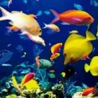 La imagen 4 de la Empresa ACUARIO EL DORADO Viveros en Medellín ANT
