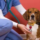 La imagen 1 de la Empresa ANALIZAR VETERINARIO Veterinario en Cúcuta NSA