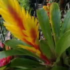 La imagen 3 de la Empresa ARTESANÍAS & VIVERO Viveros en Ibagué TOL