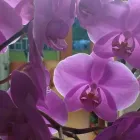 La imagen 5 de la Empresa ARTESANÍAS & VIVERO Viveros en Ibagué TOL