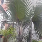La imagen 9 de la Empresa ARTESANÍAS & VIVERO Viveros en Ibagué TOL