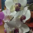 La imagen 13 de la Empresa ARTESANÍAS & VIVERO Viveros en Ibagué TOL