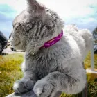 La imagen 3 de la Empresa ARTIMASCOTAS Tienda para mascotas en Bogotá CUN