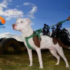 La imagen 4 de la Empresa ARTIMASCOTAS Tienda para mascotas en Bogotá CUN