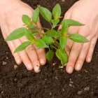 La imagen 5 de la Empresa ASESORÍAS Y SOLUCIONES EFICIENTES AMBIENTALES SAS Recogida y tratamiento de basura en Cali VAC