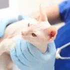 La imagen 2 de la Empresa BIOMET LABORATORIO Veterinario en Cali VAC