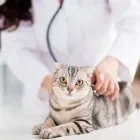 La imagen 4 de la Empresa CANICHES HOSPITAL VETERINARIO Veterinario en Cali VAC