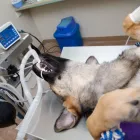 La imagen 1 de la Empresa CANINOS Y FELINOS POBLADO S.A.S Veterinario en Medellín ANT