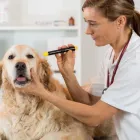 La imagen 2 de la Empresa CANINOS Y FELINOS POBLADO S.A.S Veterinario en Medellín ANT