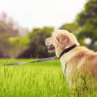 La imagen 3 de la Empresa CANINOS Y FELINOS POBLADO S.A.S Veterinario en Medellín ANT
