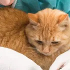 La imagen 4 de la Empresa CANINOS Y FELINOS POBLADO S.A.S Veterinario en Medellín ANT