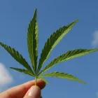 La imagen 1 de la Empresa CANNABISTRAL Obstetricia en Bogotá, D.c. DC