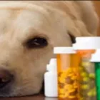 La imagen 1 de la Empresa CENTRO TECNICO VETERINARIO EL CORCEL Peluquería de mascotas en Cali VAC