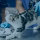 La imagen 2 de la Empresa CENTRO TECNICO VETERINARIO EL CORCEL Peluquería de mascotas en Cali VAC