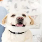 La imagen 3 de la Empresa CENTRO TECNICO VETERINARIO EL CORCEL Peluquería de mascotas en Cali VAC