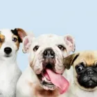 La imagen 5 de la Empresa CENTRO TECNICO VETERINARIO EL CORCEL Peluquería de mascotas en Cali VAC