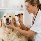 La imagen 1 de la Empresa CENTRO VETERINARIO DROOPY Veterinario en Medellín ANT