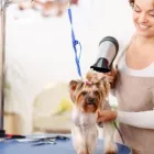 La imagen 4 de la Empresa CENTRO VETERINARIO HIRCANES Veterinario en Cali VAC