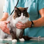 La imagen 1 de la Empresa CENTRO VETERINARIO SALUD ANIMAL Veterinario en Medellín ANT
