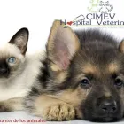 La imagen 1 de la Empresa CIMEV, HOSPITAL VETERINARIO - DRA MARIA PAULINA ALVAREZ - LABORATORIO CLINICO ESPECIALIZADO Veterinario en Armenia QUI