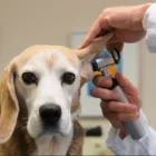 La imagen 3 de la Empresa CLÍNICA VETERINARIA DITAIRES Veterinario en Medellín ANT