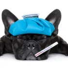 La imagen 4 de la Empresa CLÍNICA VETERINARIA DITAIRES Veterinario en Medellín ANT