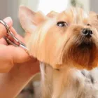 La imagen 5 de la Empresa CLÍNICA VETERINARIA DITAIRES Veterinario en Medellín ANT
