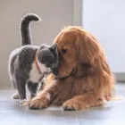 La imagen 3 de la Empresa CLÍNICA VETERINARIA MASCOTAS Y MASCOTAS S.A.S Veterinario en Bucaramanga SAN