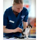 La imagen 1 de la Empresa CLÍNICA VETERINARIA PET.DOCTOR EMMANUEL DURÁN Veterinario en Cúcuta NSA