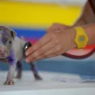 La imagen 3 de la Empresa CLÍNICA VETERINARIA PET.DOCTOR EMMANUEL DURÁN Veterinario en Cúcuta NSA