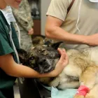 La imagen 4 de la Empresa CLÍNICA VETERINARIA PET.DOCTOR EMMANUEL DURÁN Veterinario en Cúcuta NSA