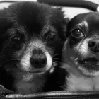 La imagen 5 de la Empresa CLÍNICA VETERINARIA PET.DOCTOR EMMANUEL DURÁN Veterinario en Cúcuta NSA