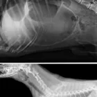 La imagen 1 de la Empresa CLÍNIICA VETERINARIA SANAVET Veterinario en Medellín ANT