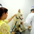La imagen 4 de la Empresa CLÍNIICA VETERINARIA SANAVET Veterinario en Medellín ANT