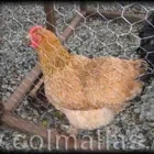 La imagen 3 de la Empresa COLMALLAS S.A. Contratista de alambradas en Bogotá CUN