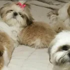 La imagen 1 de la Empresa CRIADERO FAMILY DOG Entrenador de perros en Medellín ANT