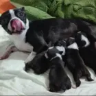 La imagen 3 de la Empresa CRIADERO FAMILY DOG Entrenador de perros en Medellín ANT