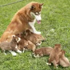 La imagen 4 de la Empresa CRIADERO FAMILY DOG Entrenador de perros en Medellín ANT