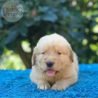 La imagen 5 de la Empresa CRIADERO TU MASCOTA Tienda para mascotas en Medellín ANT