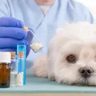 La imagen 4 de la Empresa DISTRI - SOLLA Tienda de suministros para mascotas en Armenia QUI