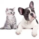 La imagen 4 de la Empresa DROGUERÍA VETERINARIA SALUD MASCOTAS Veterinario en Cali VAC