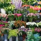 La imagen 4 de la Empresa EL PALACIO DE LAS HIERBAS Y LAS FLORES Mayorista para floristerías en Medellín ANT
