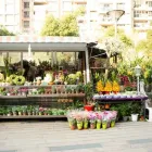 La imagen 5 de la Empresa EL PALACIO DE LAS HIERBAS Y LAS FLORES Mayorista para floristerías en Medellín ANT