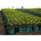 La imagen 3 de la Empresa EMPAQUES PLÁSTICOS SAS Fabricante en Dos Quebradas RIS