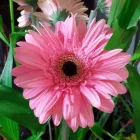 La imagen 4 de la Empresa FLORISTERÍA ABC FLOR Tienda de novias en Pereira RIS