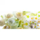 La imagen 2 de la Empresa FLORISTERÍA AZUCENA Mayorista para floristerías en Envigado ANT