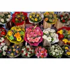 La imagen 1 de la Empresa FLORISTERÍA LA ORQUÍDEA en Cartago VAC